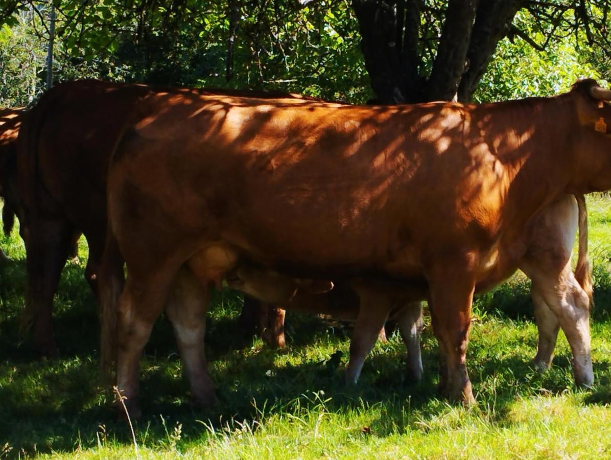 Casa Rural El Jondrigu Pensionat Onís Eksteriør billede